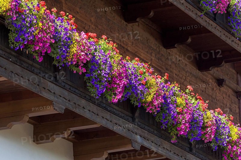 Summer flowers