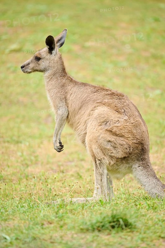 Western grey kangaroo