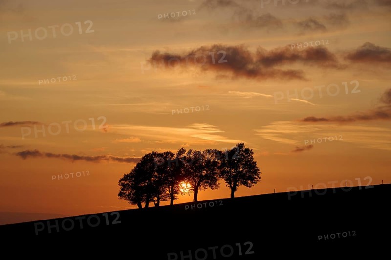 Wind beeches at sunset in spring
