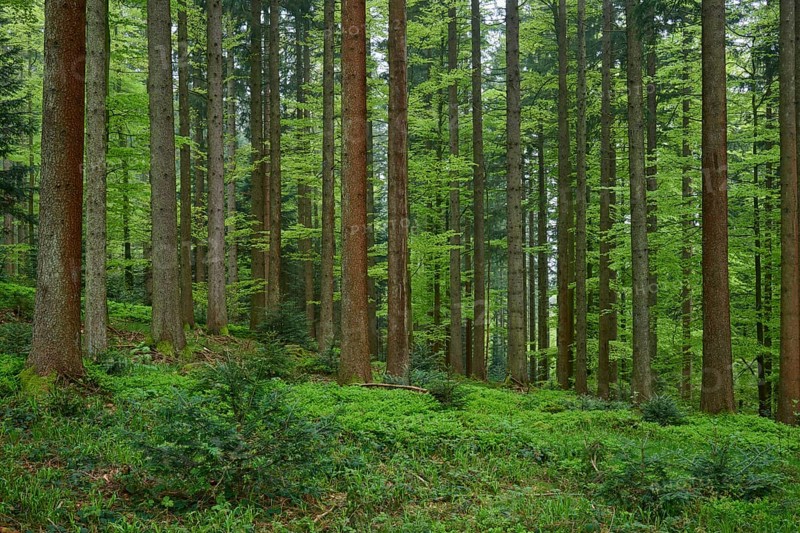 Dense fir forest with moss-covered ground and natural light