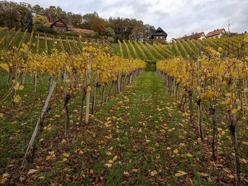 Vineyards in autumn