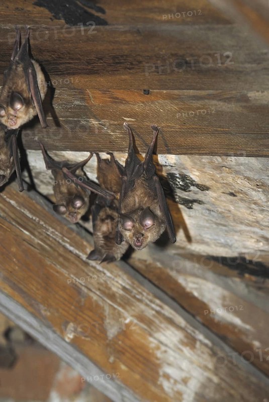 Lesser horseshoe bat