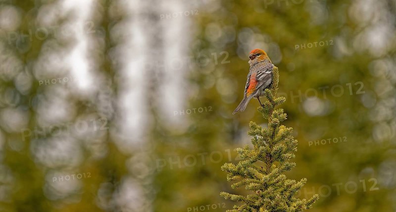 Pine grosbeak