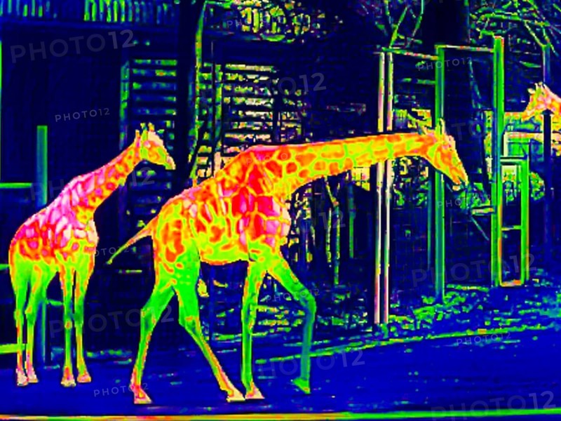 Giraffes in the zoo