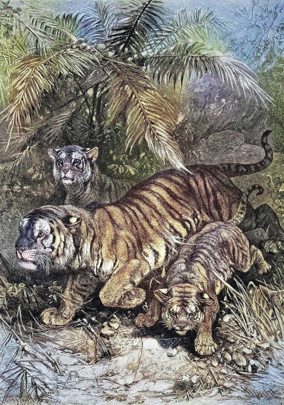 Predators