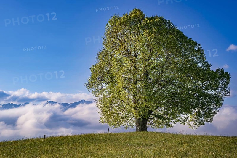 Peace lime tree