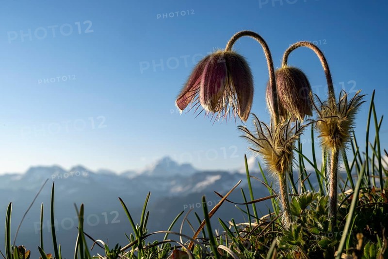 Alpine pasqueflower