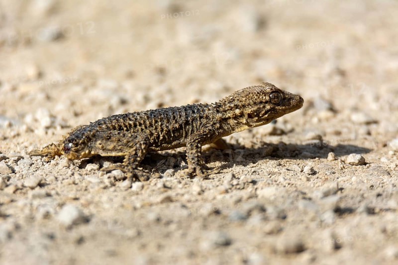 Ground level view of a reptile