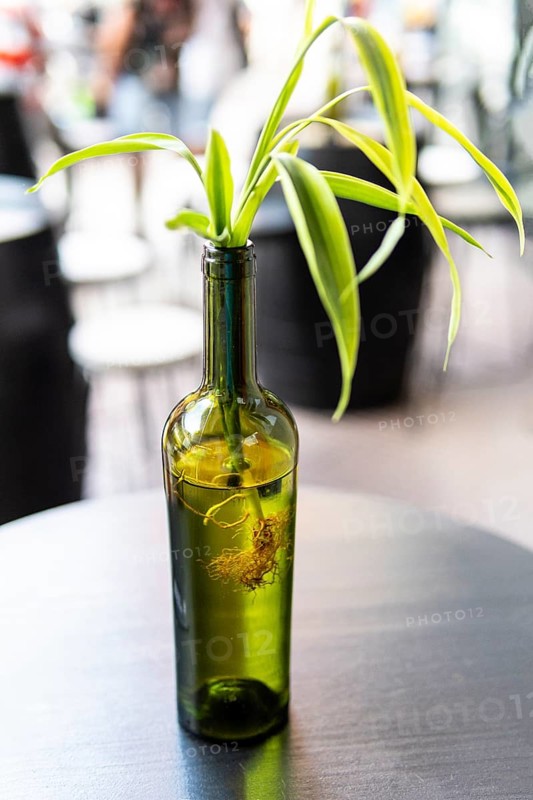 (Dracaena) seedling with roots in bottle of water. Botanical background