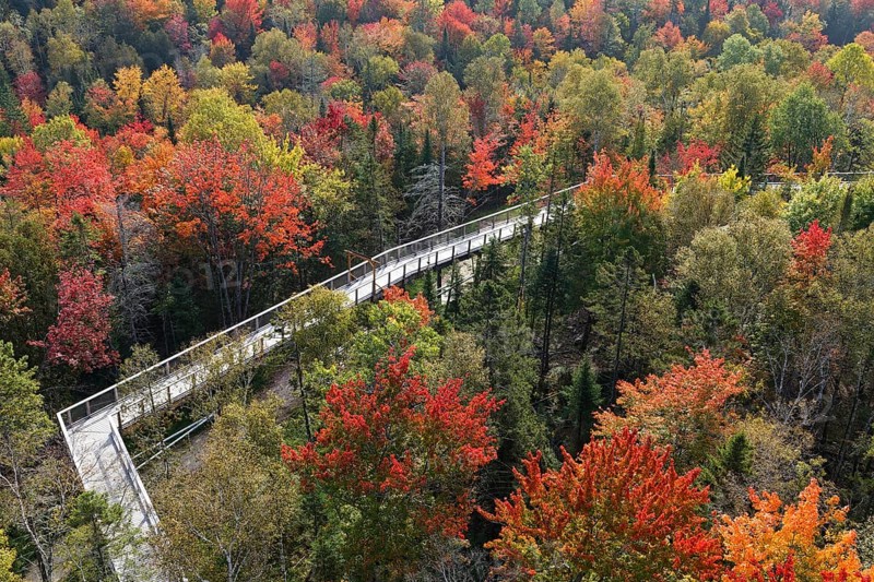 Tree top walkway in autumn