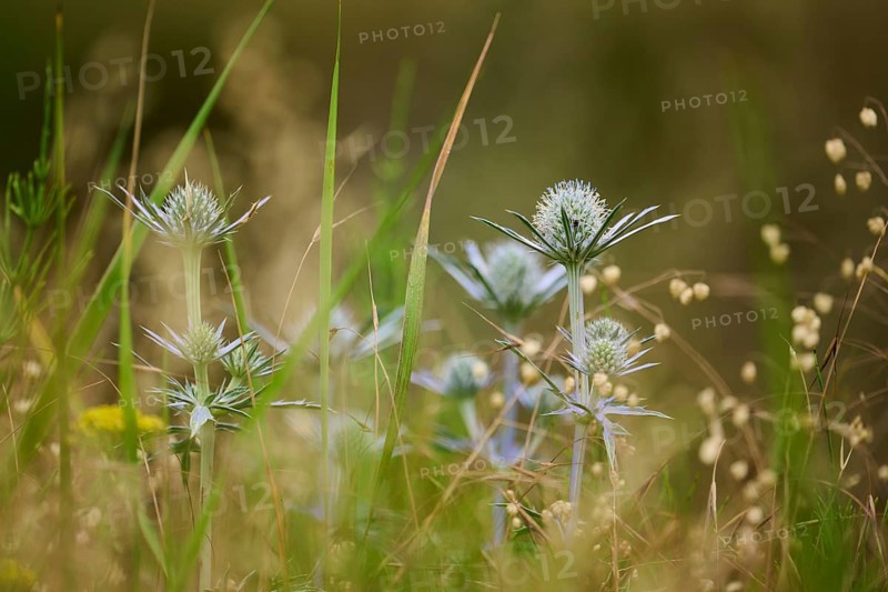 Blue eryngo