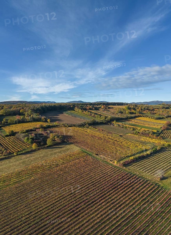 Aerial view of autumn vineyards