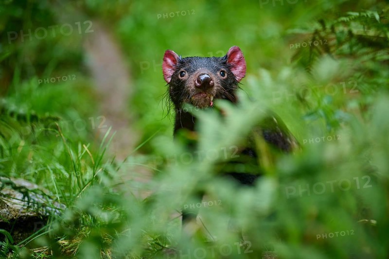 Tasmanian devil