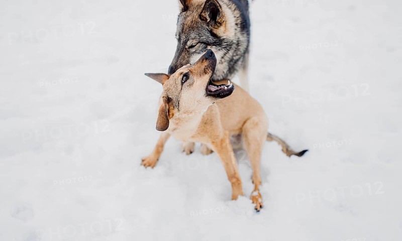 Siberian husky plays with another dog in the snow at a shelter for homeless animals