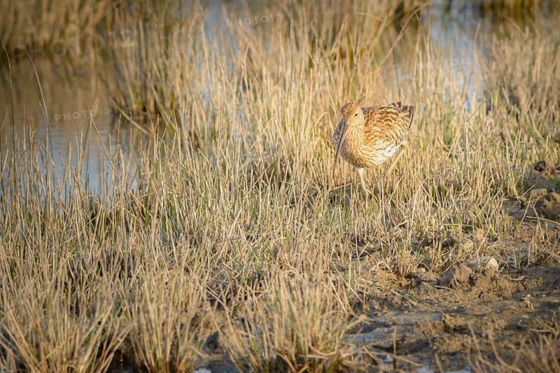 Eurasian curlew