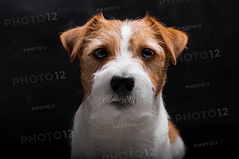 Purebred Jack Russell is lying on a pedestal in the studio and looking at the camera.