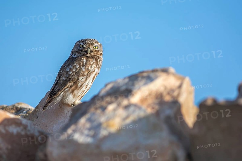 Little owl