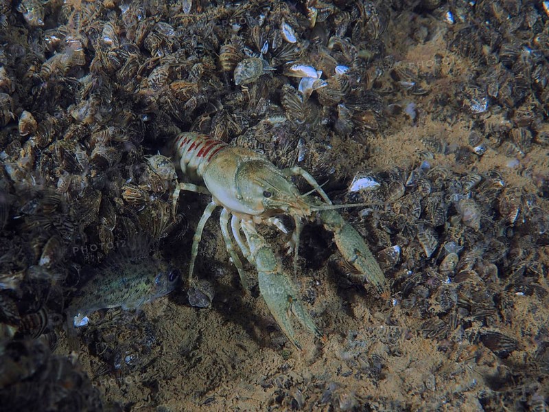 Crayfish