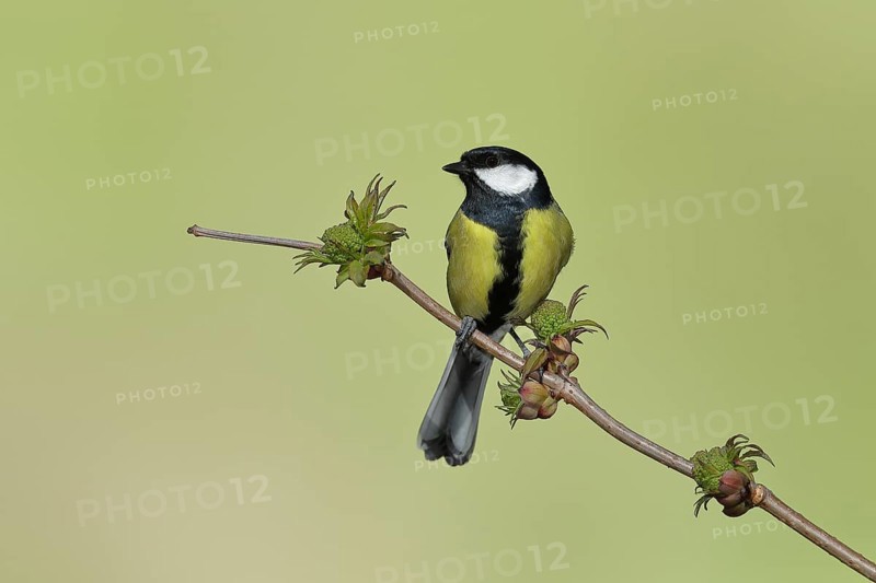 Great tit