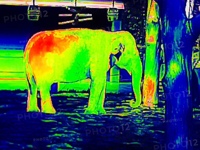 Elephant in the zoo
