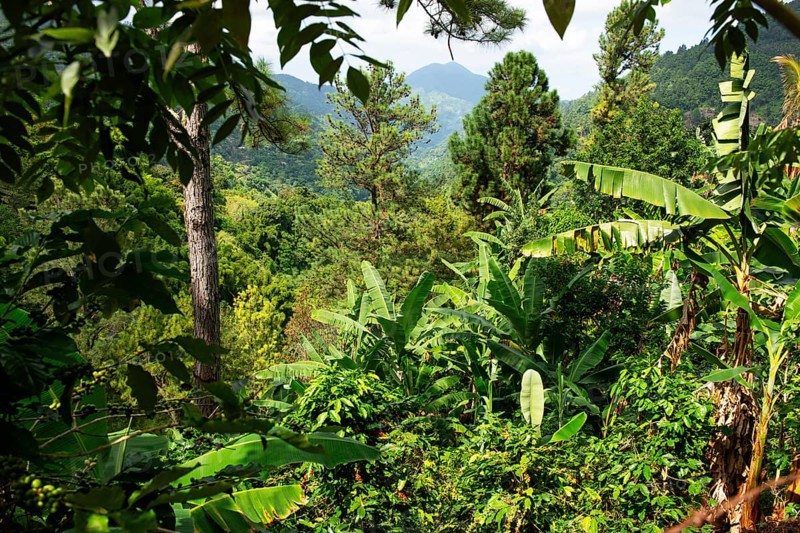 Coffee bushes in the Blue Mountains