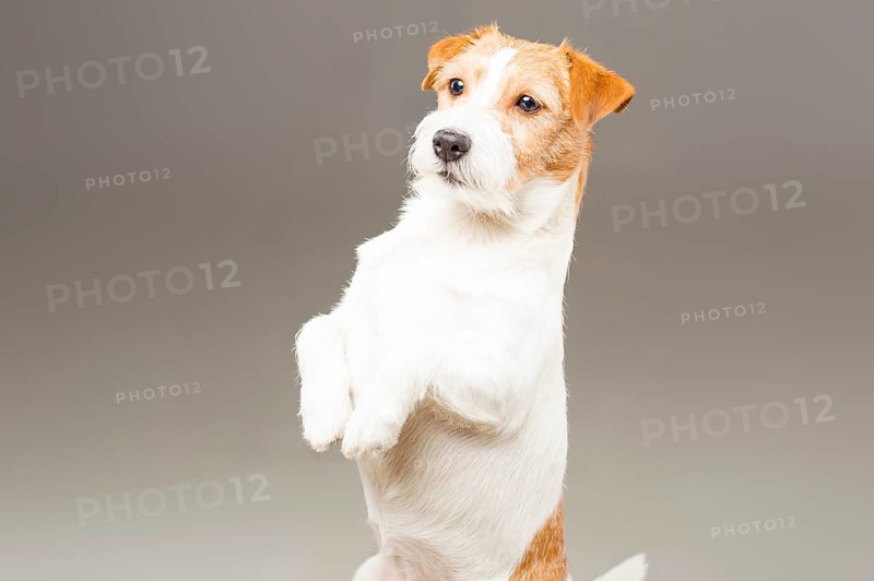 Purebred Jack Russell posing in the studio and looking at the camera.