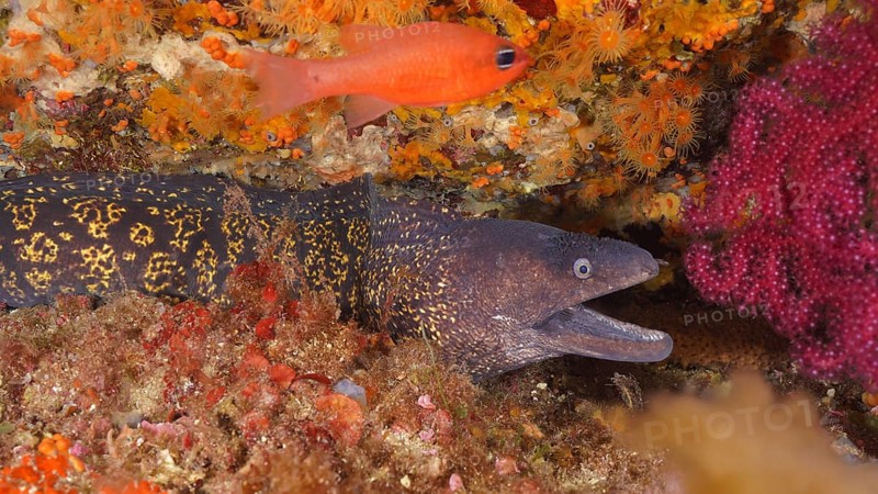 Close-up of mediterranean moray