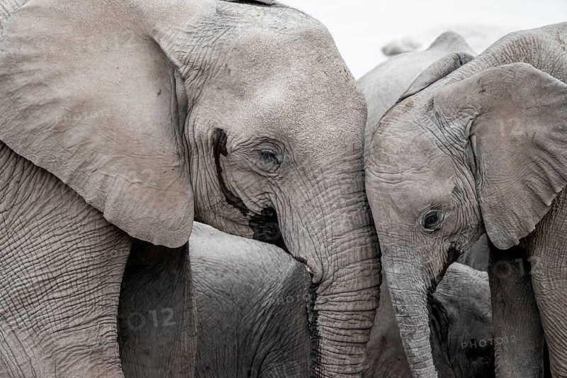 Two African elephants