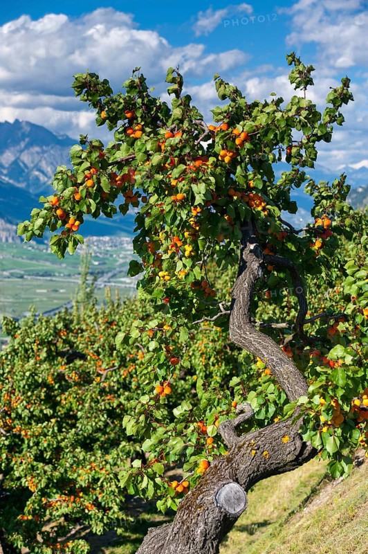 Apricot