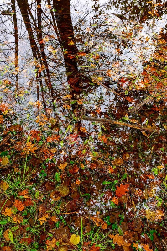 Beautiful Flood Water Pond with Tree Reflection and Autumn Leaves Floating on the Water Surface with Sunlight in Lugano