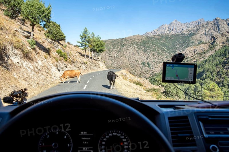 View through the windscreen of cows on a Corsican mountain road