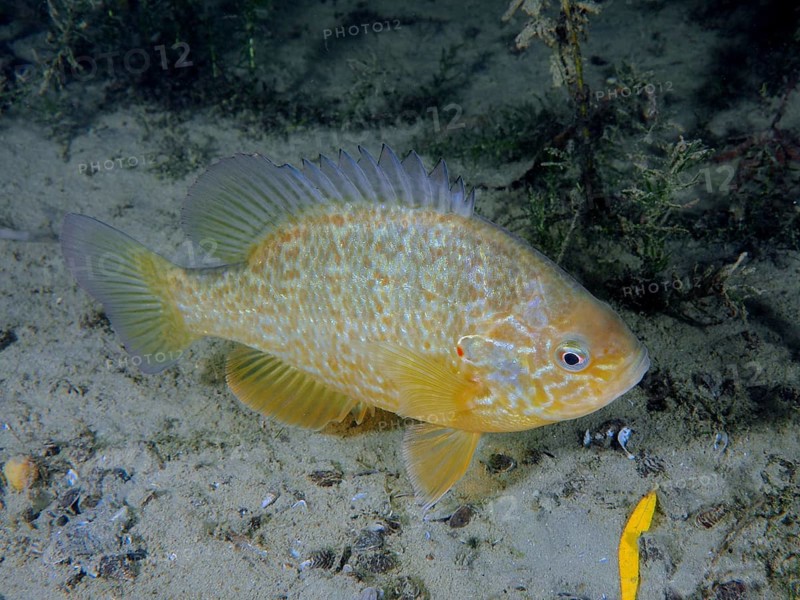 Pumpkinseed sunfish