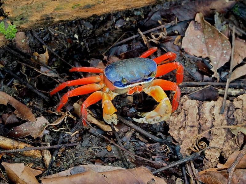 Rainbow crab