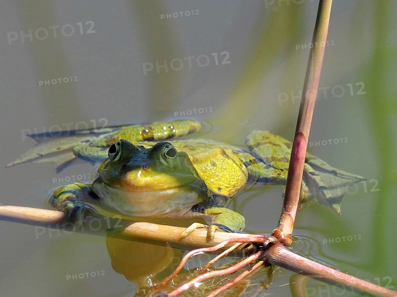 Pool frog