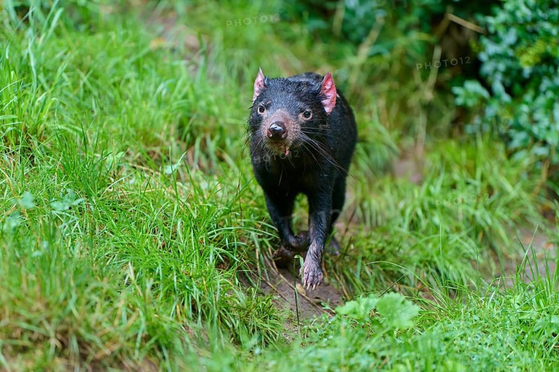 Tasmanian devil