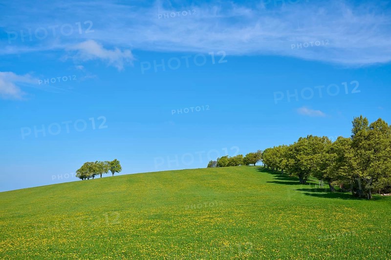 Dandelion meadow with copper beeches in spring