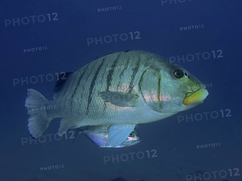 Yellowmouth sweetlips