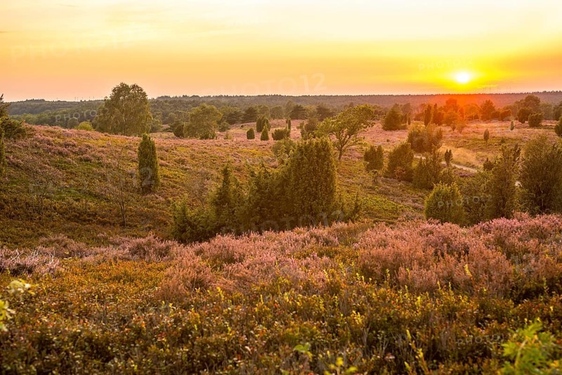 Sunset over a heath landscape with a bright orange sky