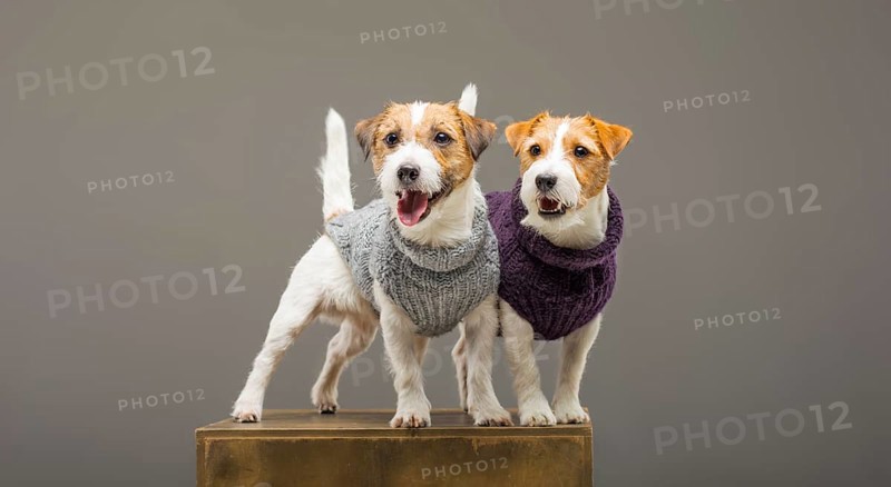Two charming Jack Russell posing in the studio in warm sweaters.