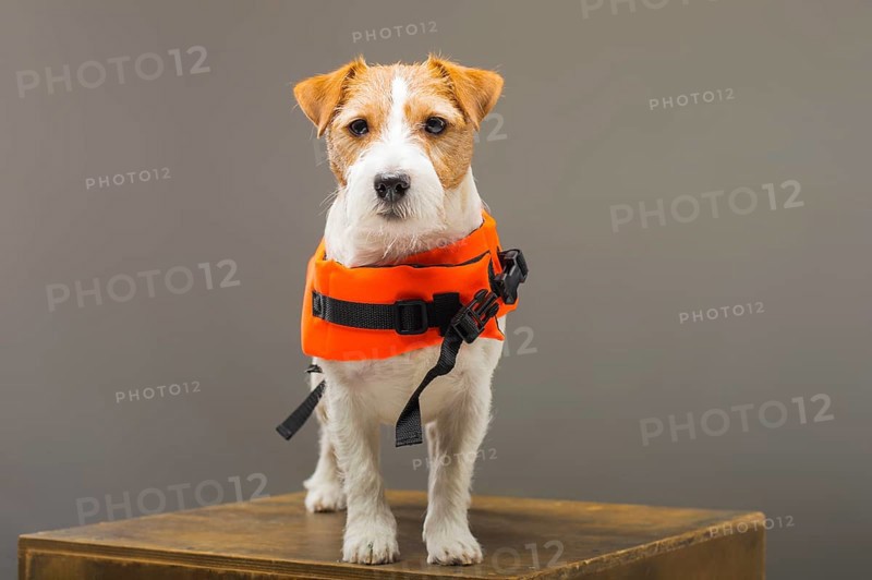 Pedigreed Jack Russell in the costume of a lifeguard Malibu stands on a pedestal in the studio.