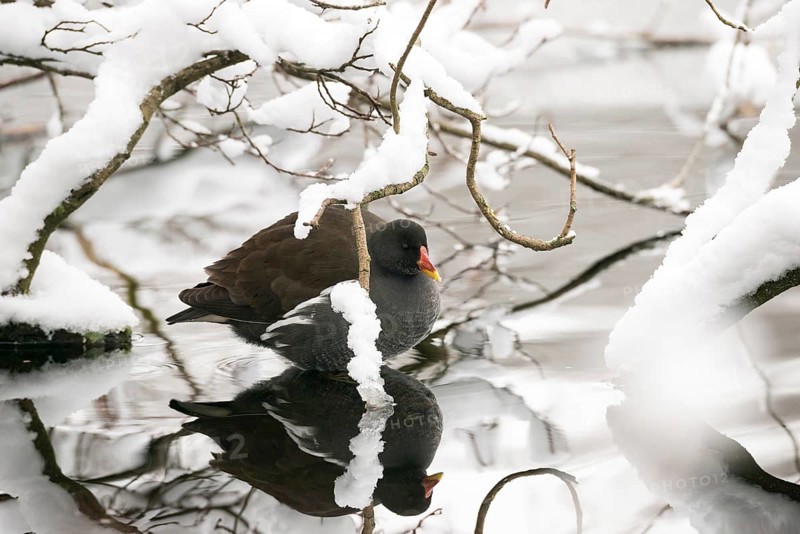 Pond hen