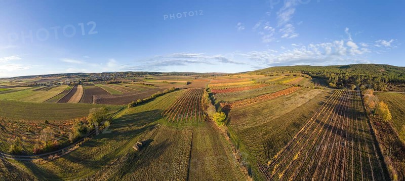Aerial view of autumn vineyards