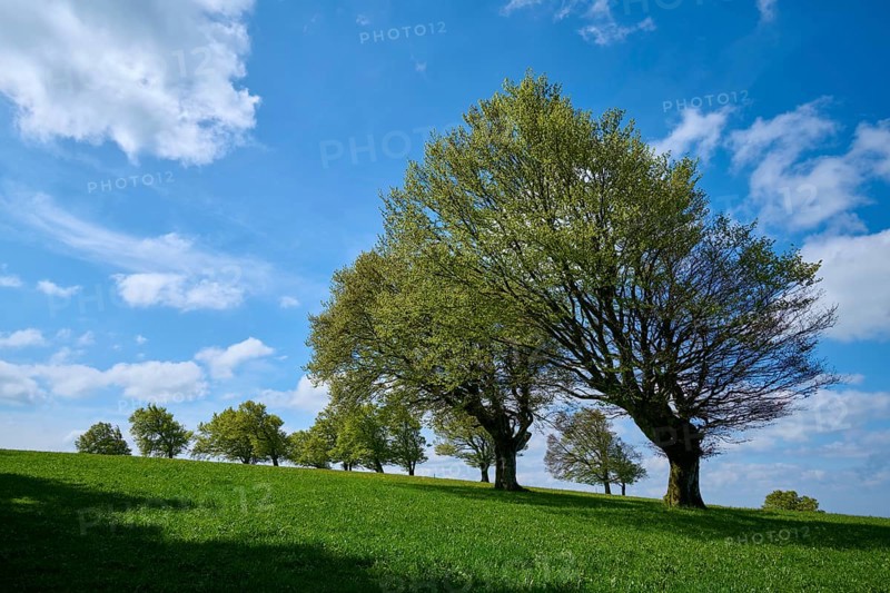 Wind beeches with cloudy sky in spring