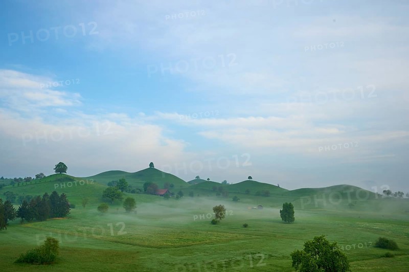Green moraine hills landscape with meadows and lime trees with morning fog and cloudy sky
