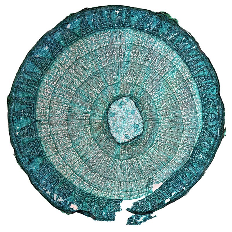 (Tilia) stem micrograph
