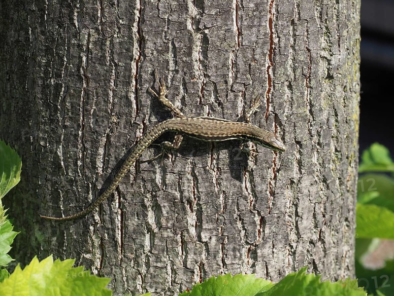 Lizard