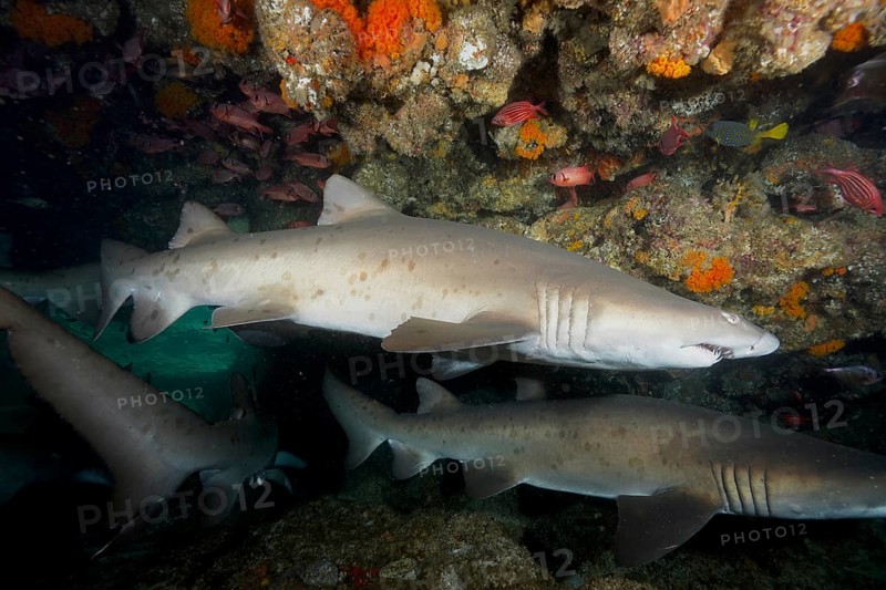 Group of sand tiger shark