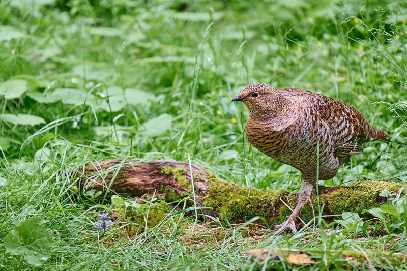 Black grouse