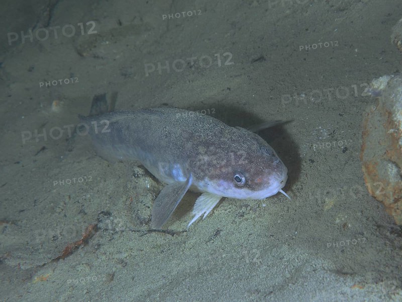 Burbot