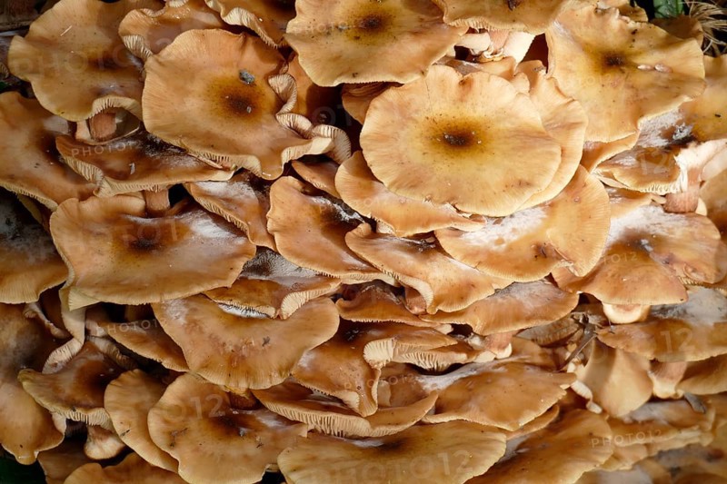 Ringless honey fungus